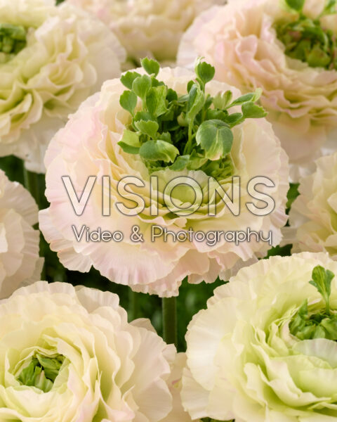 Ranunculus Romance⢠Morvan® Ranunculus Romance⢠Morvan®