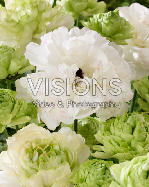Ranunculus Supreme Light Green