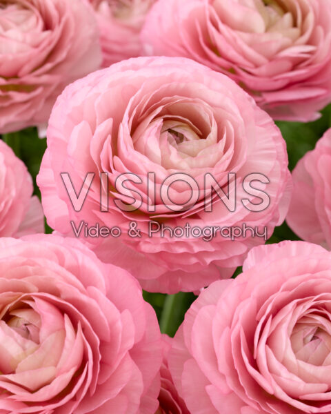 Ranunculus Romance™ Valliere®