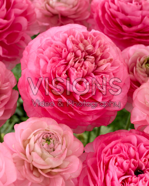 Ranunculus Supreme Pink