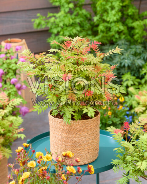 Sorbaria sorbifolia Crimson Feather