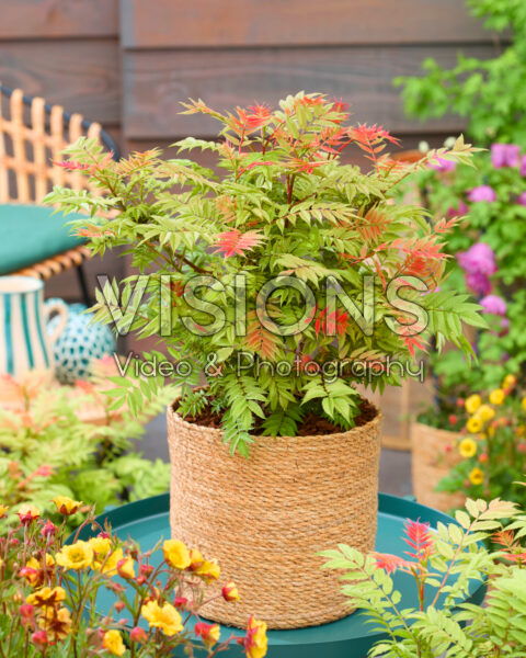 Sorbaria sorbifolia Crimson Feather