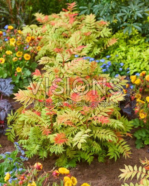 Sorbaria sorbifolia Crimson Feather