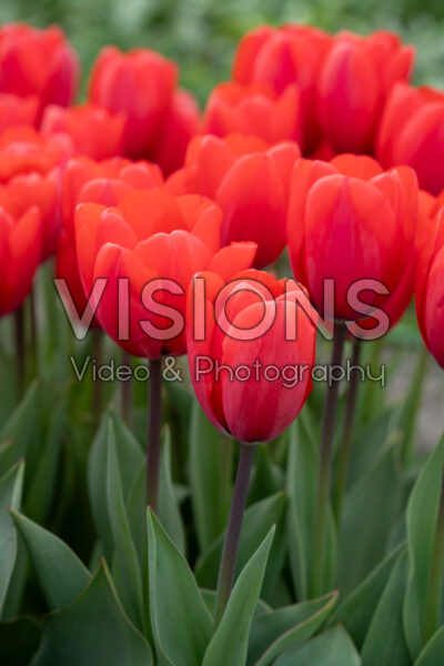 Tulipa Red Ranger Tulipa Red Ranger