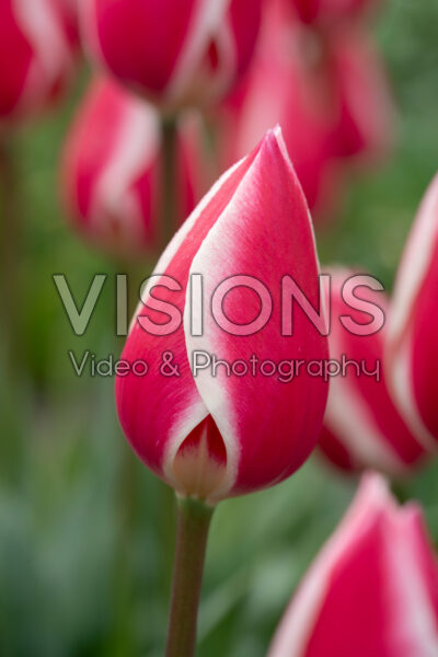 Tulipa Candy Apple Delight