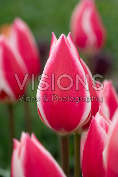 Tulipa Candy Apple Delight