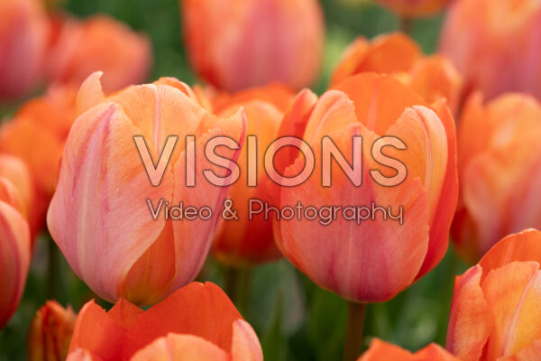 Tulipa Apricot van Eijk