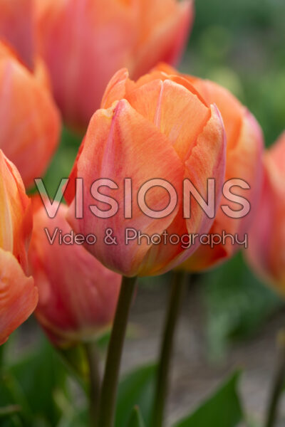 Tulipa Apricot van Eijk