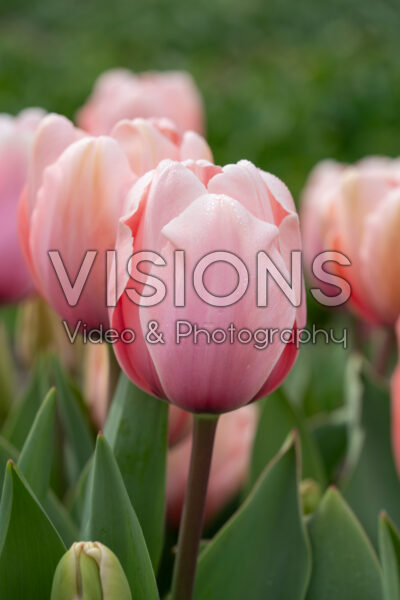 Tulipa Salmon Impression