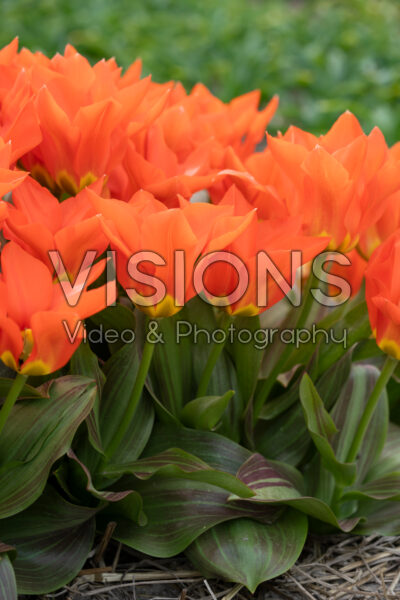 Tulipa Park Dreamway