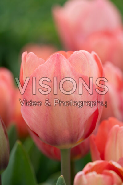 Tulipa Mystic van Eijk