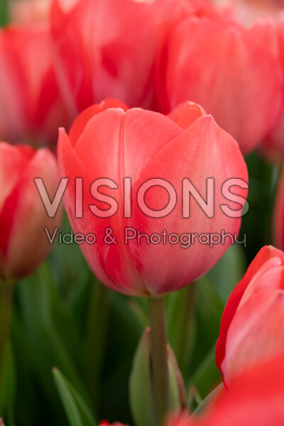Tulipa Van Eijk Tulipa Van Eijk
