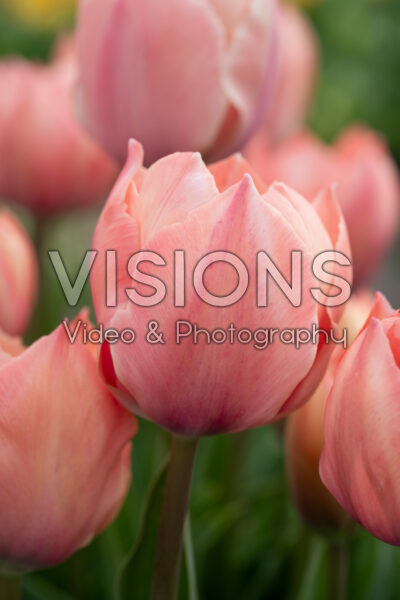 Tulipa Salmon van Eijk