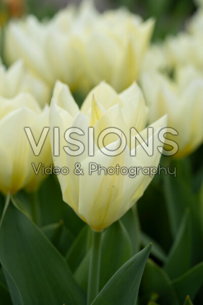Tulipa Purissima