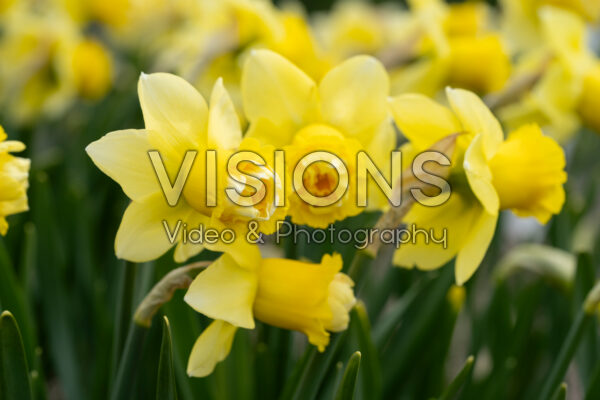 Narcissus Milena