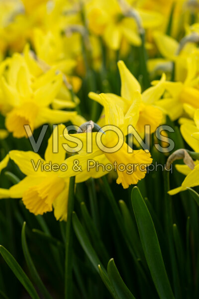 Narcissus February Gold Narcissus February Gold