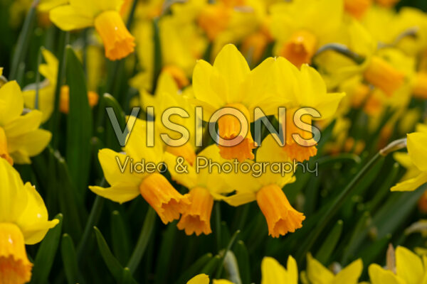 Narcissus Jetfire