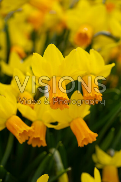Narcissus Jetfire Narcissus Jetfire