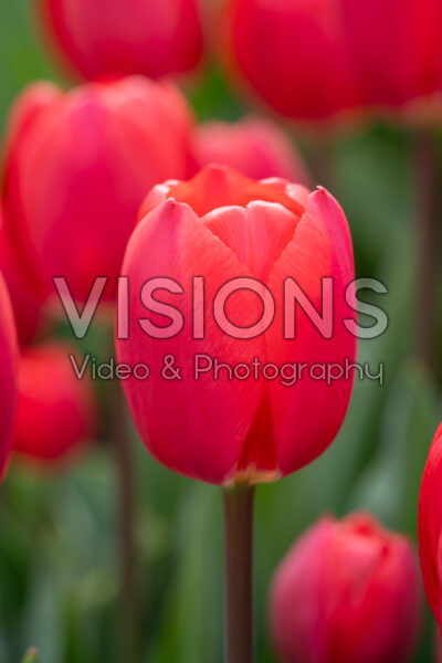 Tulipa Cherry Delight Tulipa Cherry Delight
