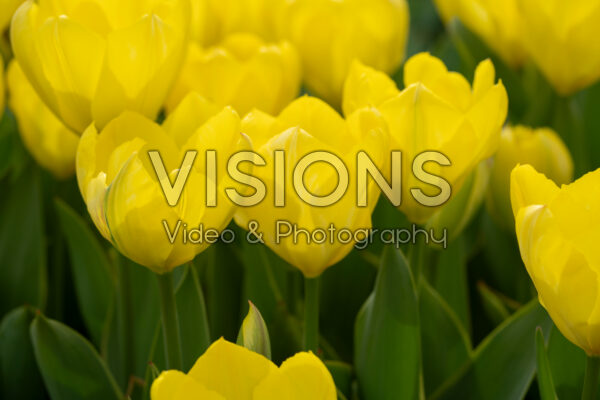 Tulipa Easter Moon Tulipa Easter Moon