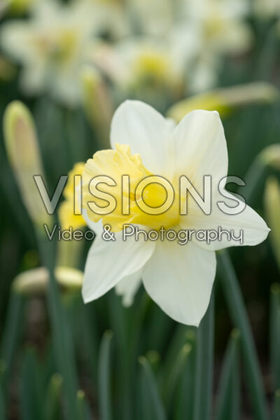 Narcissus Watch Up