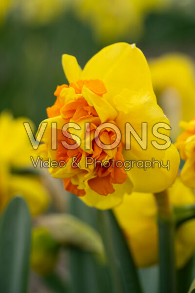 Narcissus Sizzling Fire