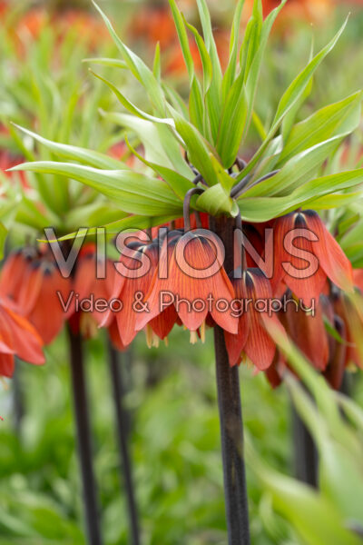 Fritillaria Red Beauty