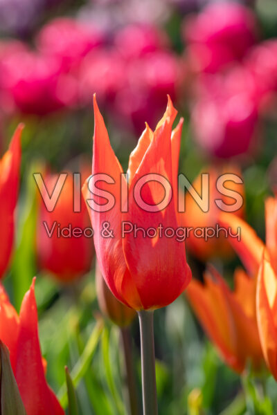 Tulipa Ballerina
