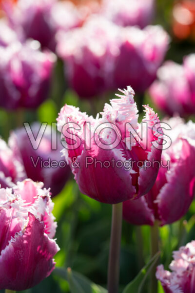 Tulipa San Martin
