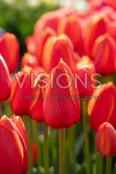 Tulipa World's Favourite Tulipa World's Favourite