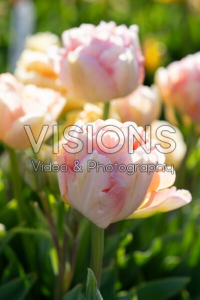 Tulipa Charming Lady