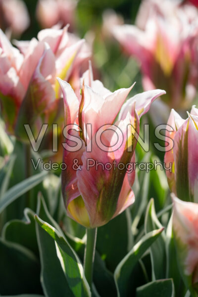 Tulipa China Town