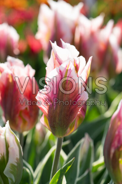 Tulipa China Town