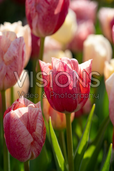 Tulipa Kanok