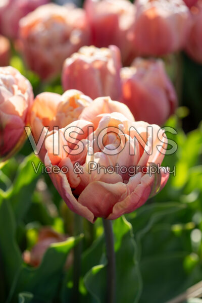 Tulipa La Belle Epoque