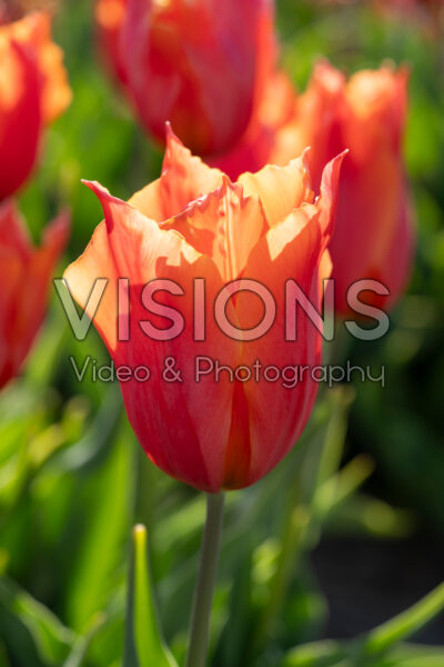 Tulipa Request