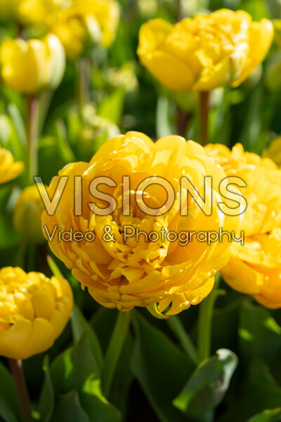 Tulipa Yellow Pomponette Tulipa Yellow Pomponette