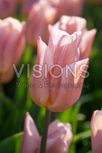 Tulipa Apricot Copex