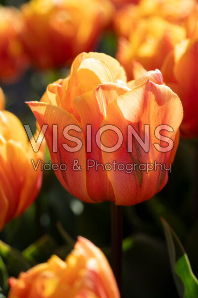 Tulipa Freeman