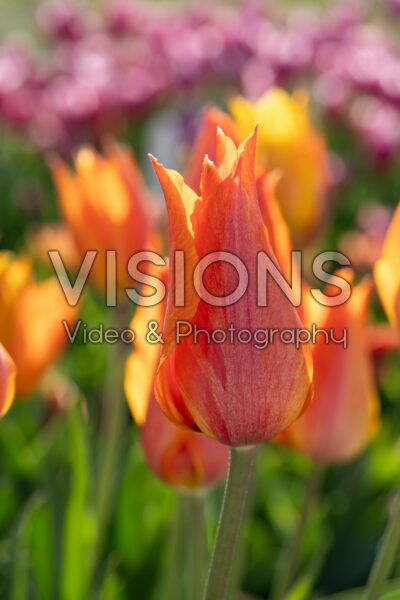 Tulpen El Nino