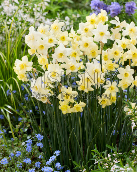 Narcissus Twist