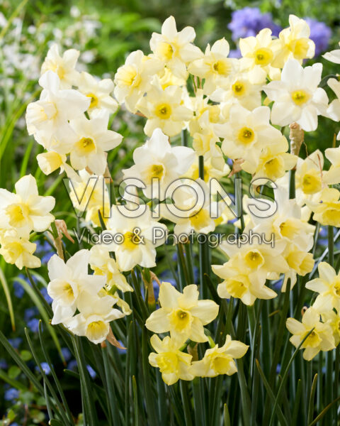 Narcissus Twist Narcissus Twist