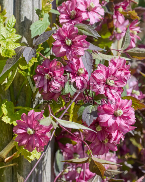 Clematis Raspberry Truffles
