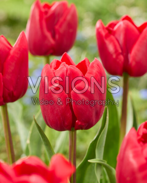 Tulipa Mikado