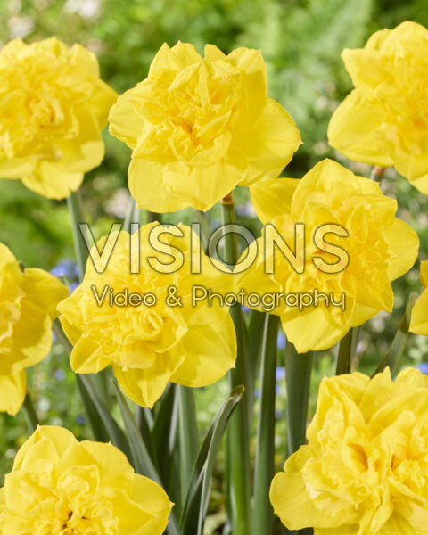 Narcissus N04-29