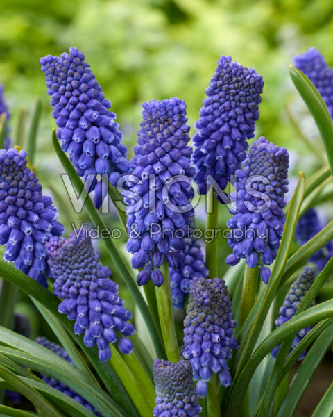 Muscari Azizi