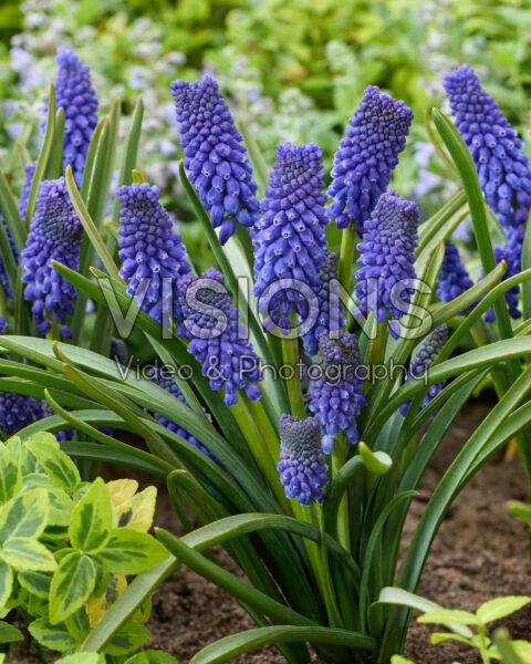 Muscari Azizi