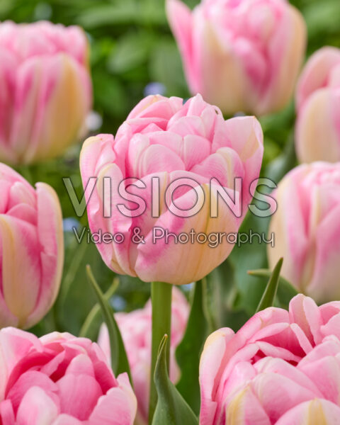 Tulipa Obsession