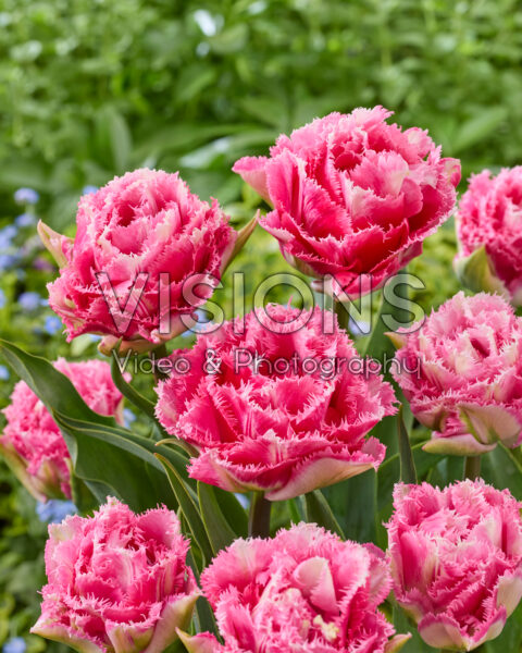 Tulipa Sugar Blossom