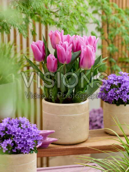 Tulipa Marein
